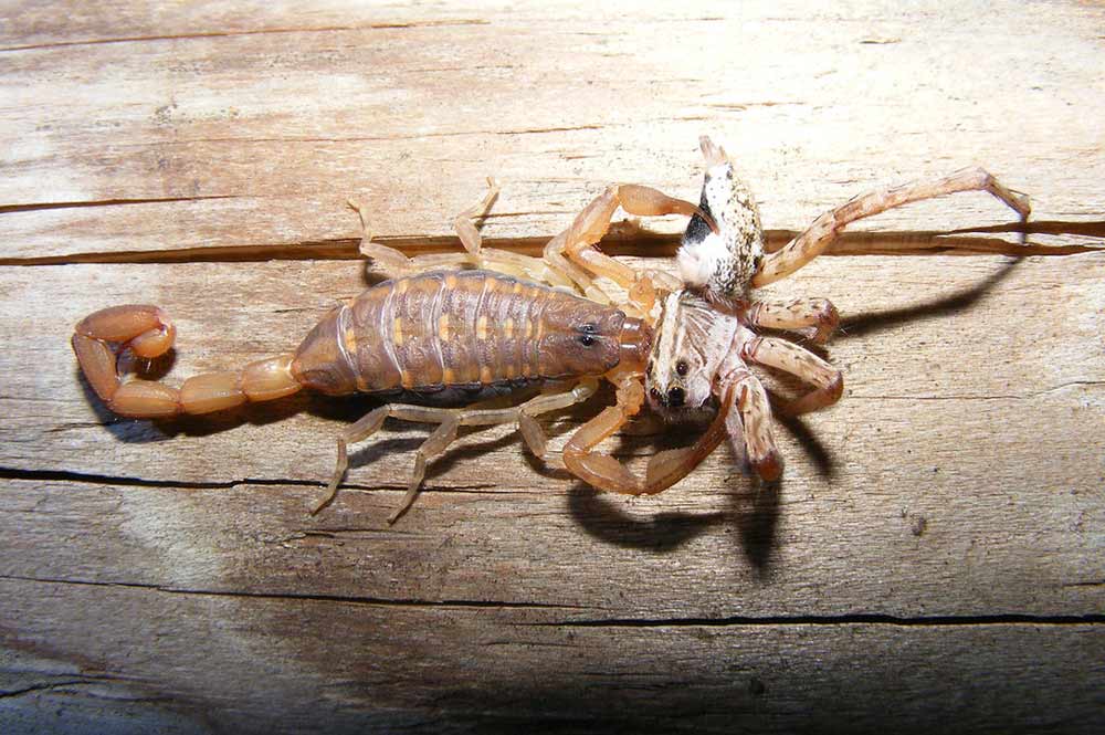 How Often Do Scorpions Eat? (Diet and Feeding Frequency)