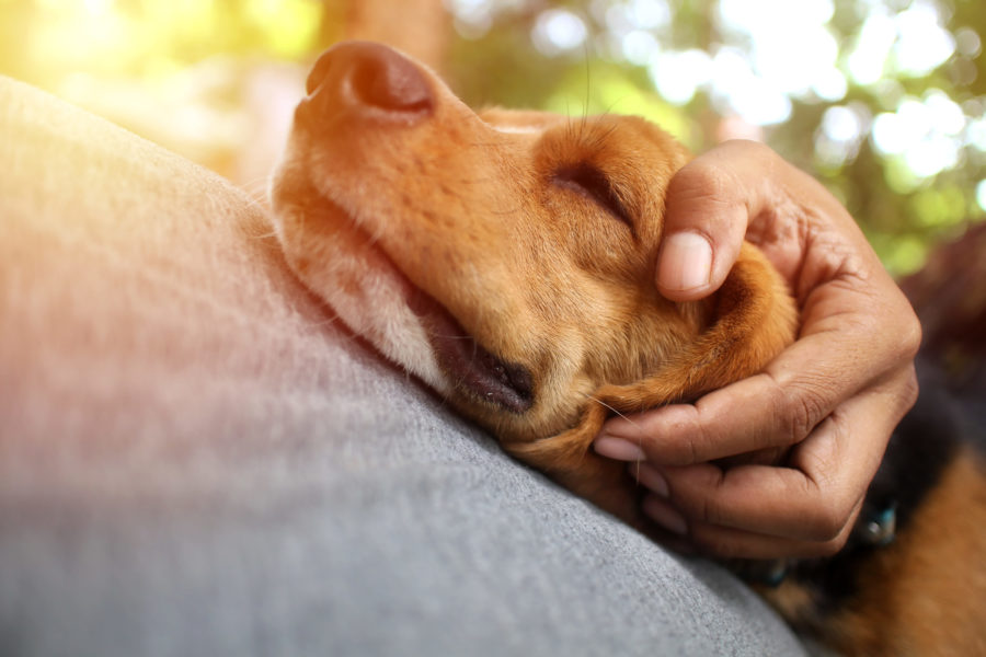 How Pets are Helping AIDS Survivors through Two Pandemics