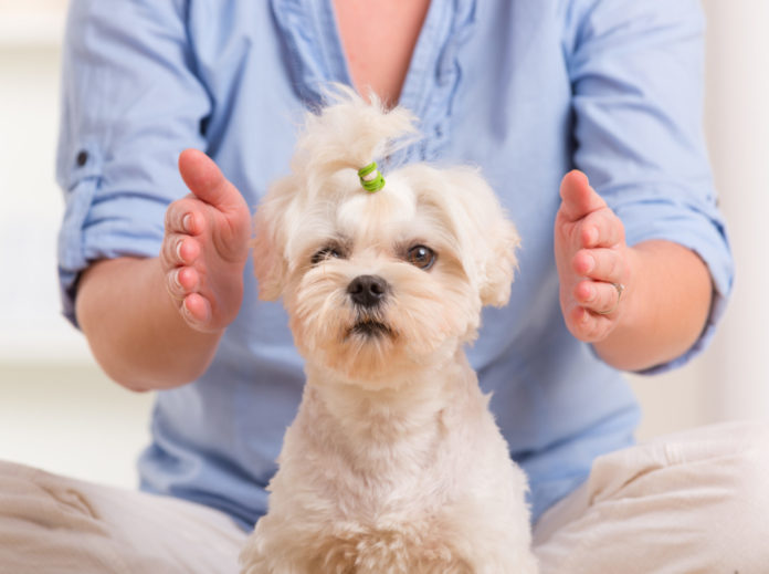 How Reiki Can Help Your Dog or Cat Through Stressful Transitions