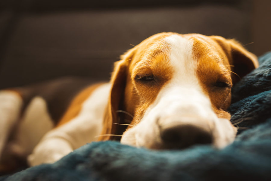 How the Bond You Share with Your Dog Can Influence His Sleep Patterns