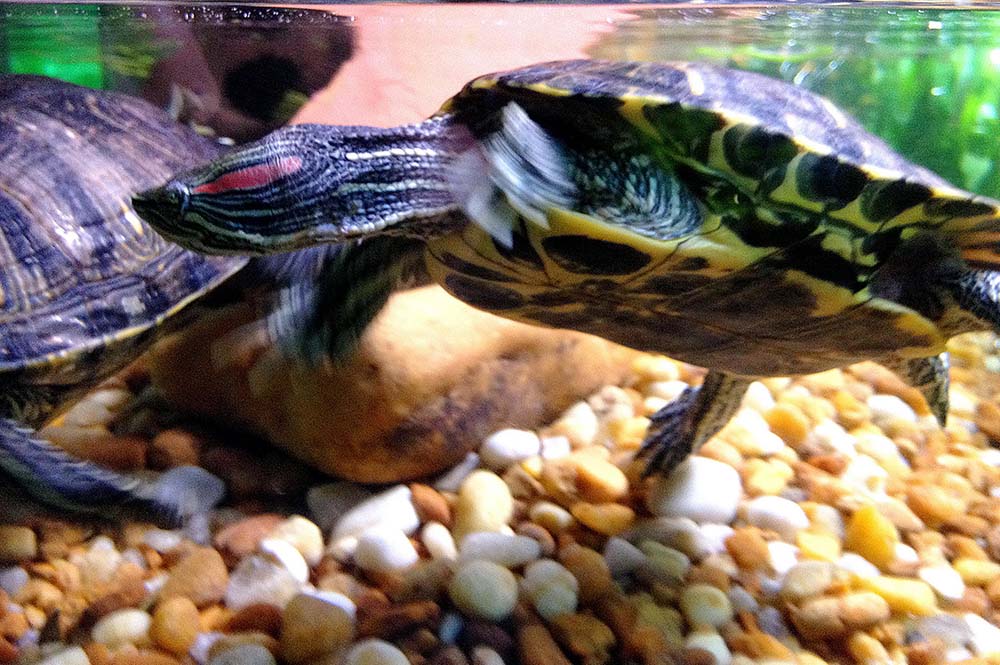 How To Setup a Red-eared Slider Turtle Tank