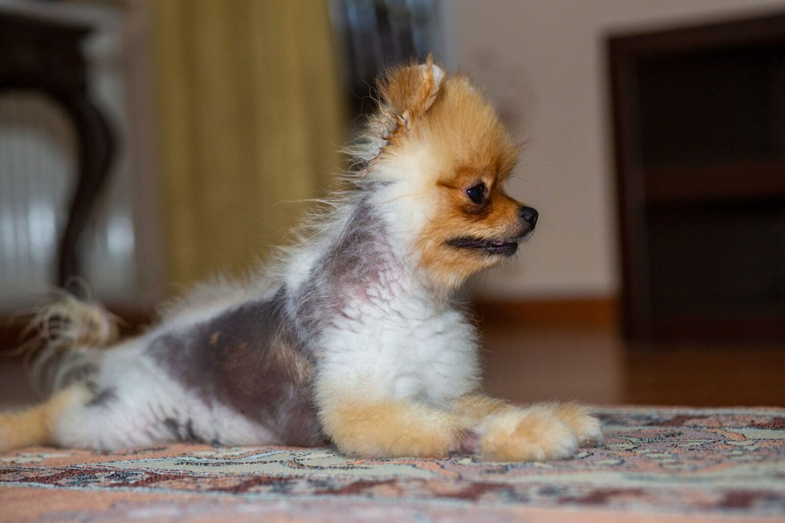 how-to-treat-alopecia-in-dogs-petsyclopedia-news