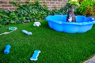 How to Use Artificial Grass for Dogs