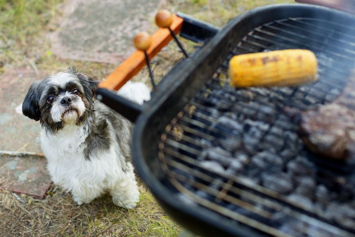 My Dog Ate Charcoal! What Do I Do?