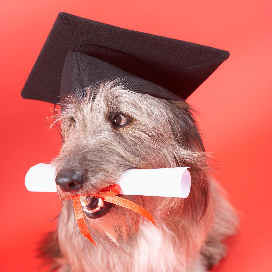Pros & Cons to Adopt a Dog for a College Student