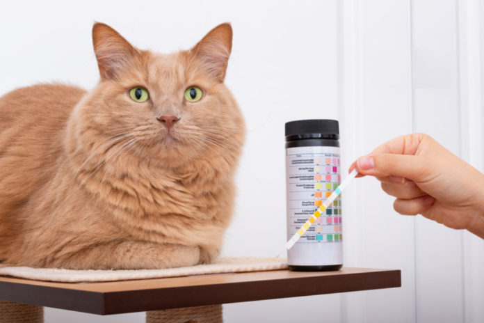 Reversing Diabetes in Cats – Can It Be Done, and if so, How?