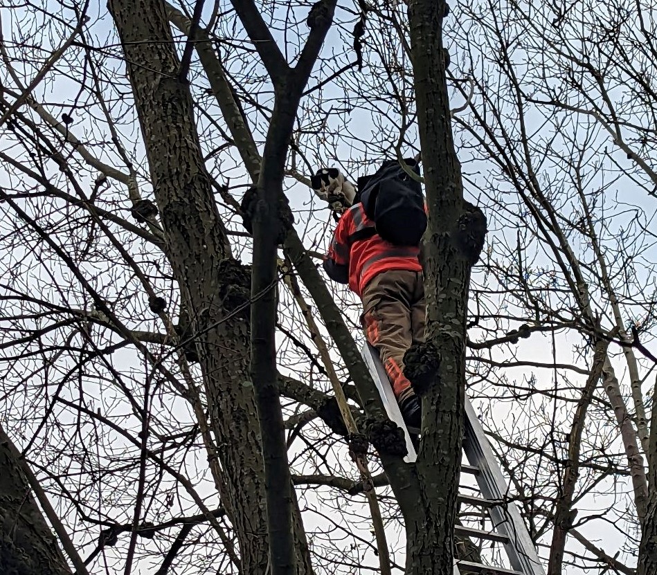 RSPCA and Firefighters Rescue Cat Stuck up Tall Tree for 30 Hours