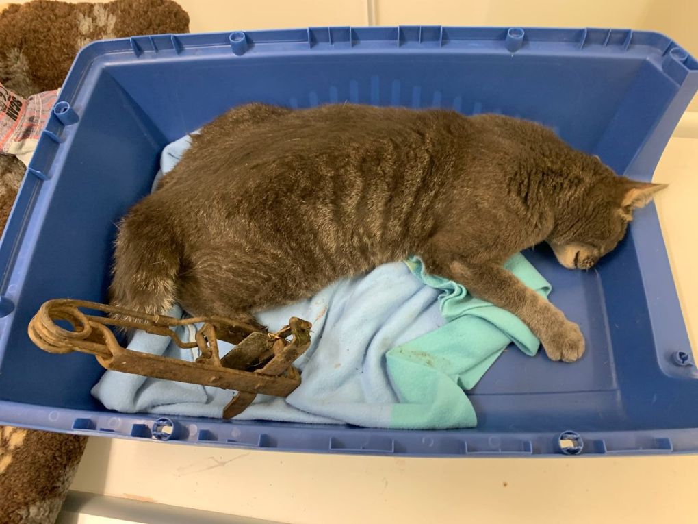 RSPCA Issues Warning After Cat Recovers From Injuries After Gin Trap Ordeal