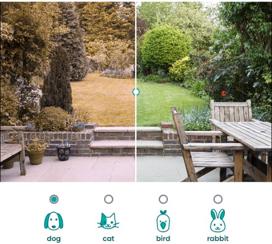 See the World Through Your Pet’s Eyes With This Filter