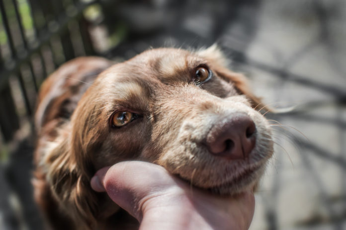 Six Tips for Senior Dog Care