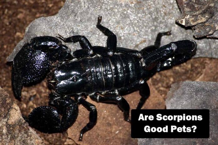 Taming the Sting: Keeping Scorpions as Pets (Is It Safe?)