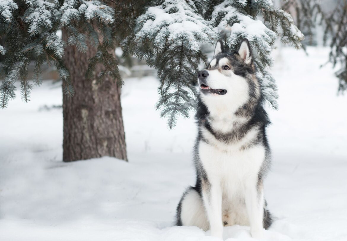 The Best Snow Dog Breeds