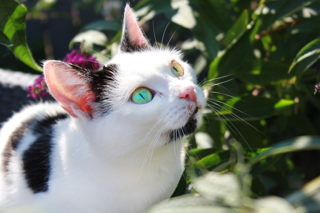 The Top 5 Detoxifying Plants That are Safe For Cats
