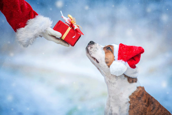 The Ultimate Holiday Gift Guide for Dogs!