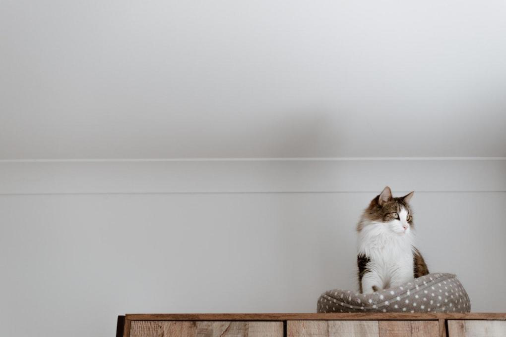Tips for Doing Home Renovations With A Cat