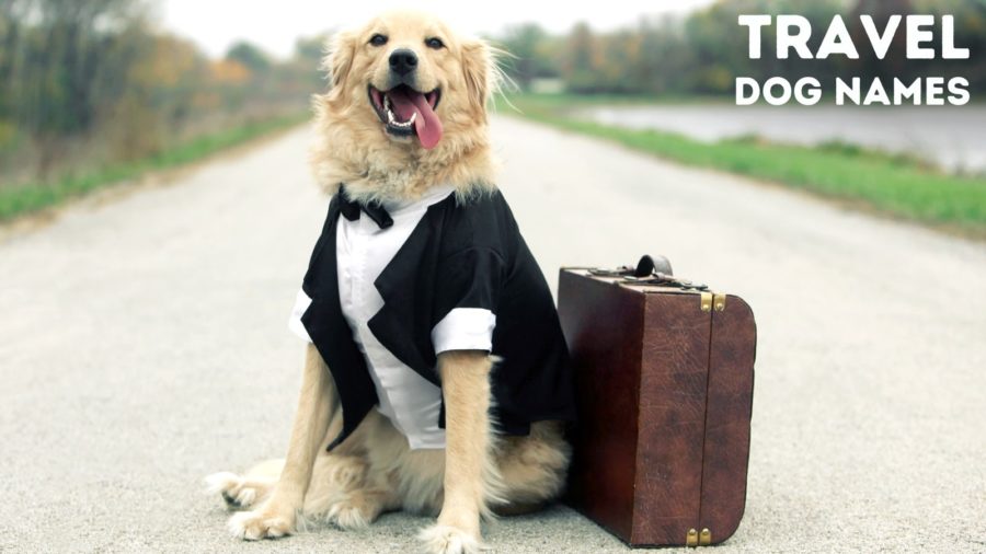 Travel Dog Names for Your New Puppy 🐶