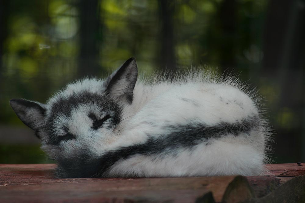Uncovering the Price: How Much Does a Canadian Marble Fox Cost?