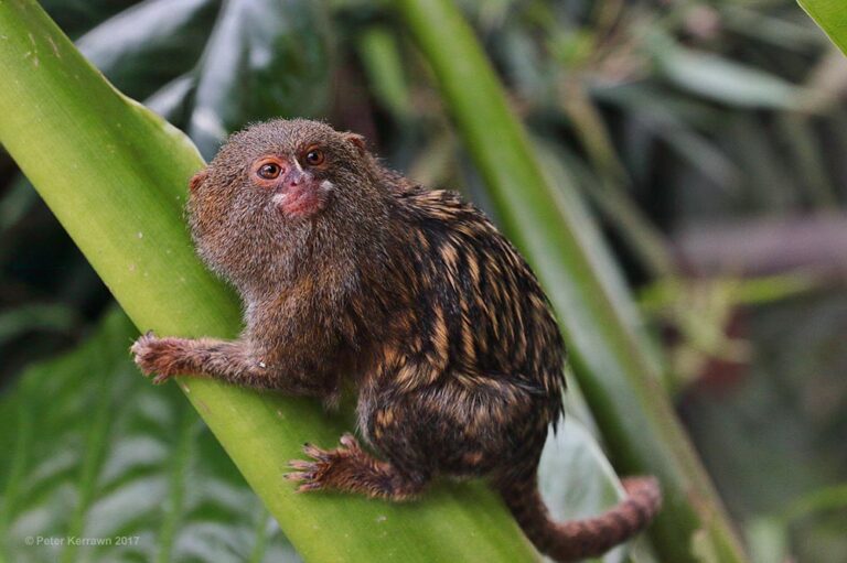 What Does It Cost to Adopt a Pygmy Marmoset (or Finger Monkey) as a Pet ...