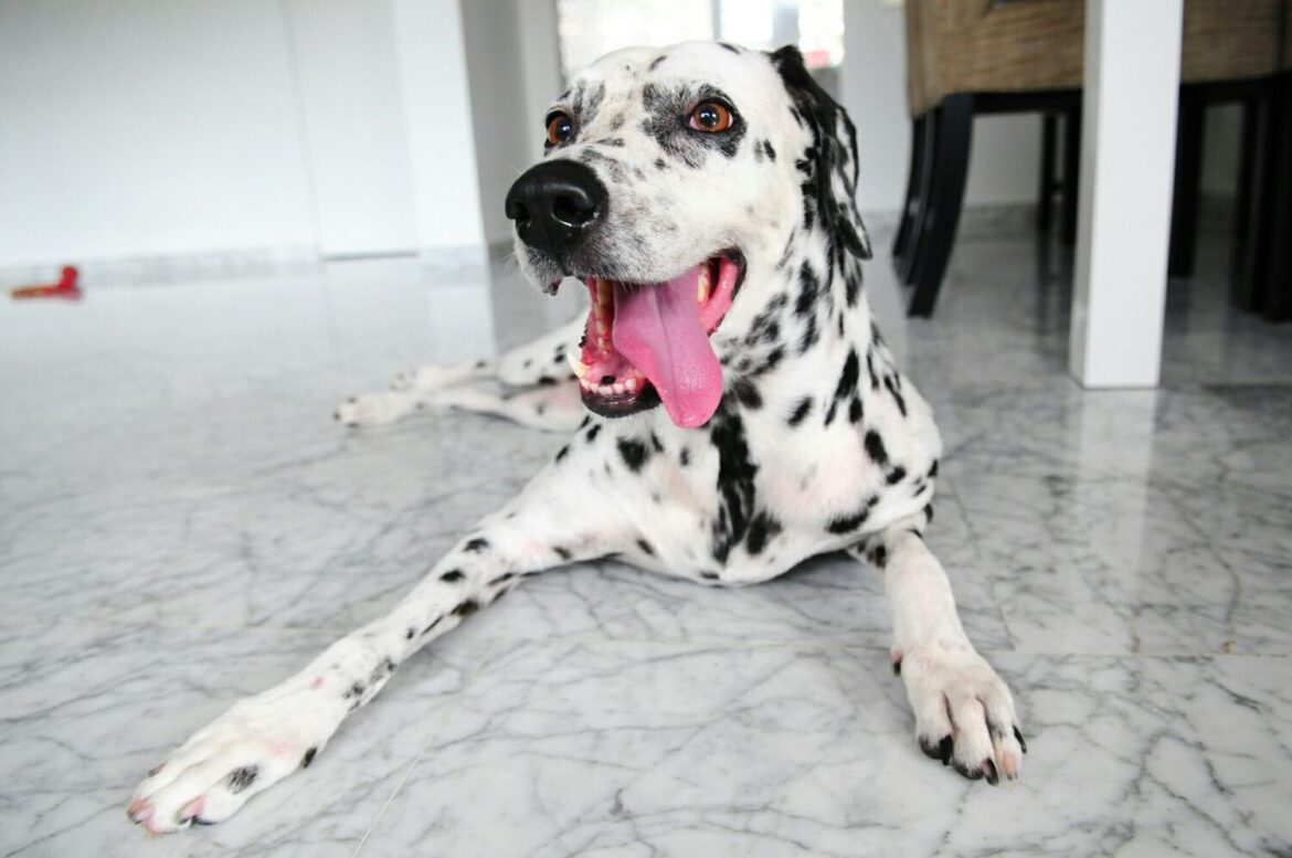 What is the Dalmatian Temperament Like?