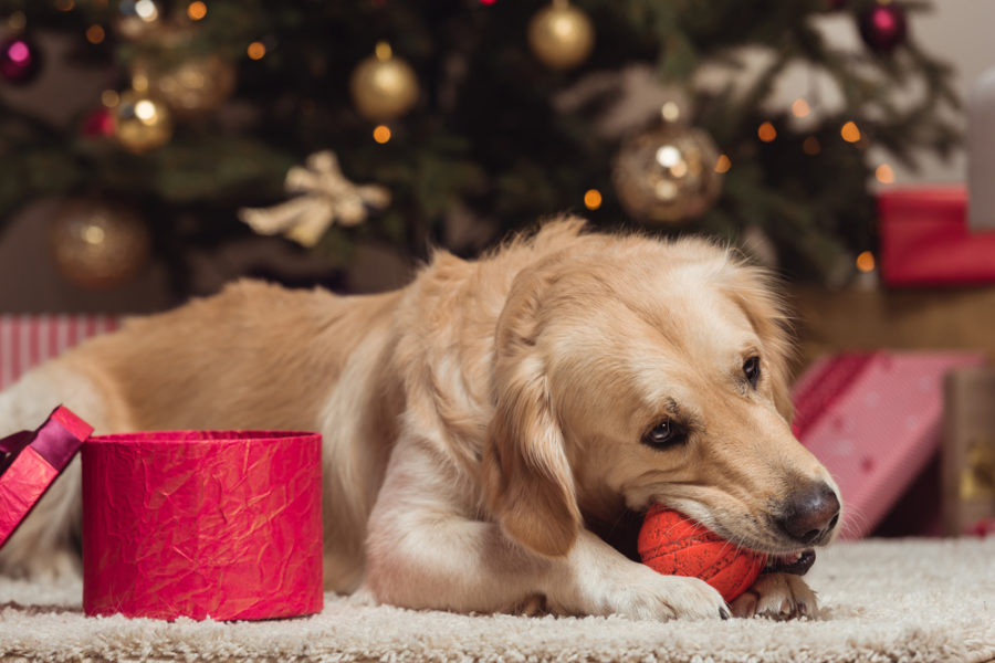 What NOT to Get Your Dog for the Holidays!
