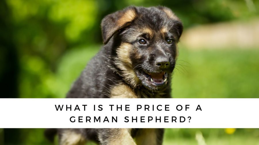 What’s the German Shepherd Puppy Price at a Breeder or Rescue?