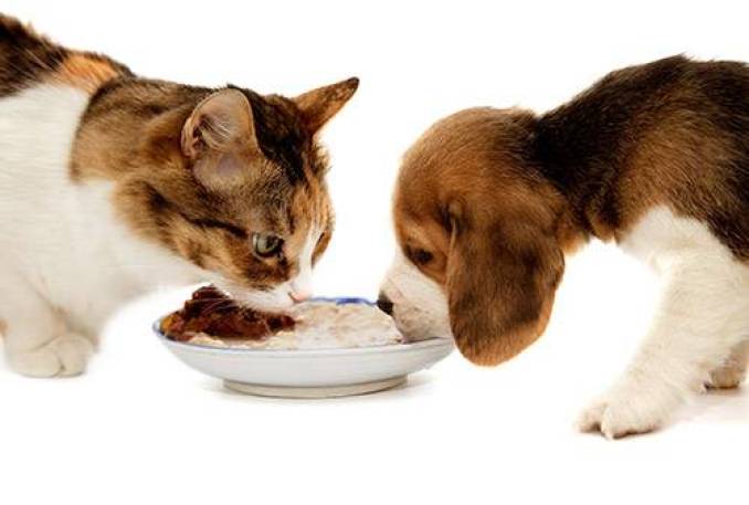 Which Food can and Cannot be Safely Consumed by Your Cat