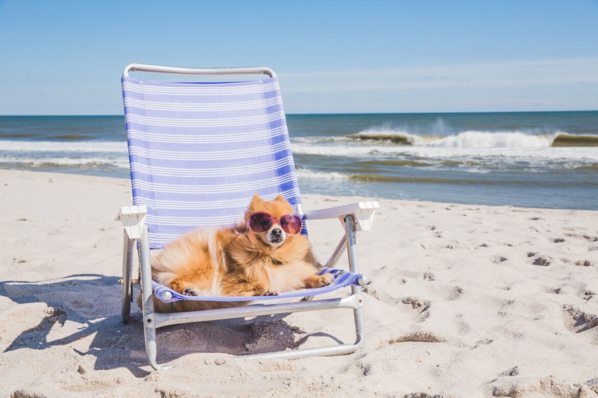Why Dogs Need Sunscreen and Our Top Picks