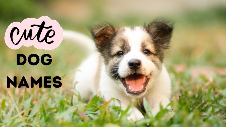 140+ Cute Dog Names