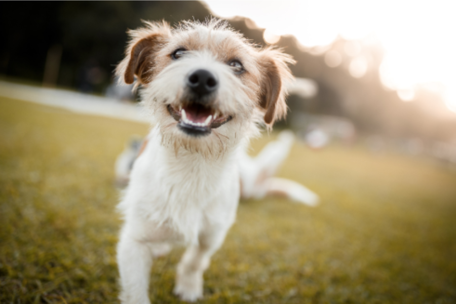 3 courses you can take to improve your pet’s health!