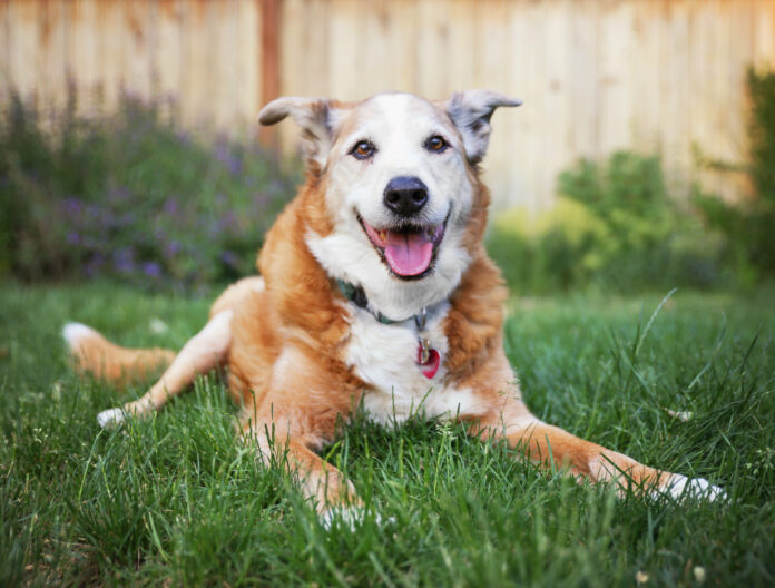 6 Facts to Help You Navigate the Golden Years with Your Furry Friend