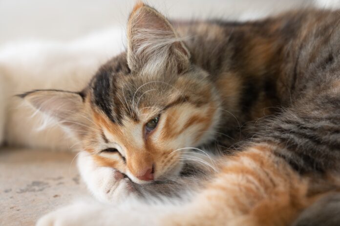 7 Signs Your Cat Might Be Sick