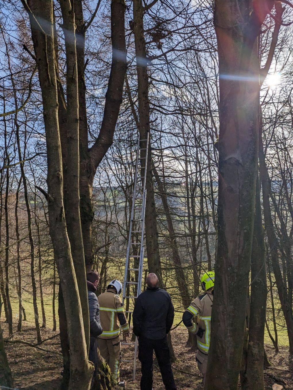 Cat Stuck 15 Metres up Tree is Abseiled Down in Rescue Operation in Keighley