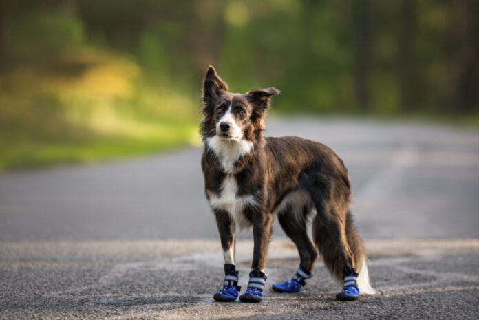 Choosing the Right Boots for Your Dog