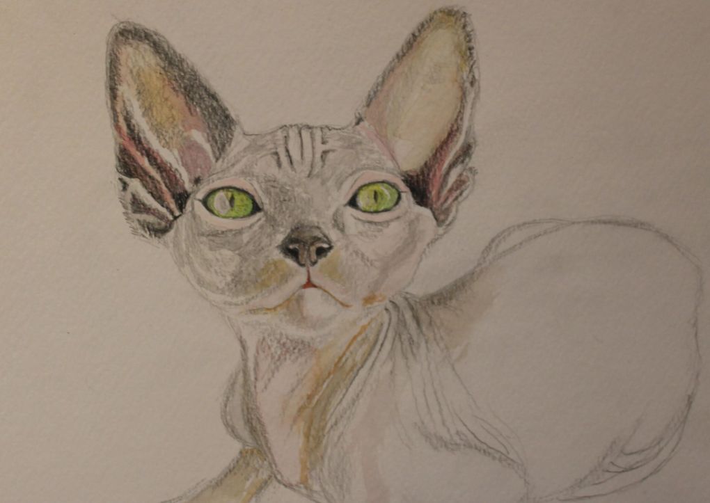 Friday Art Cat: Dexter the Sphynx Kitten
