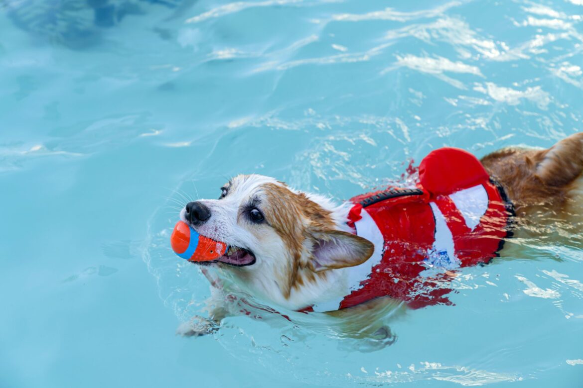 How to Teach a Dog to Swim