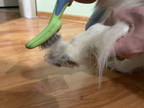 How to Trim Dog Paw Hair