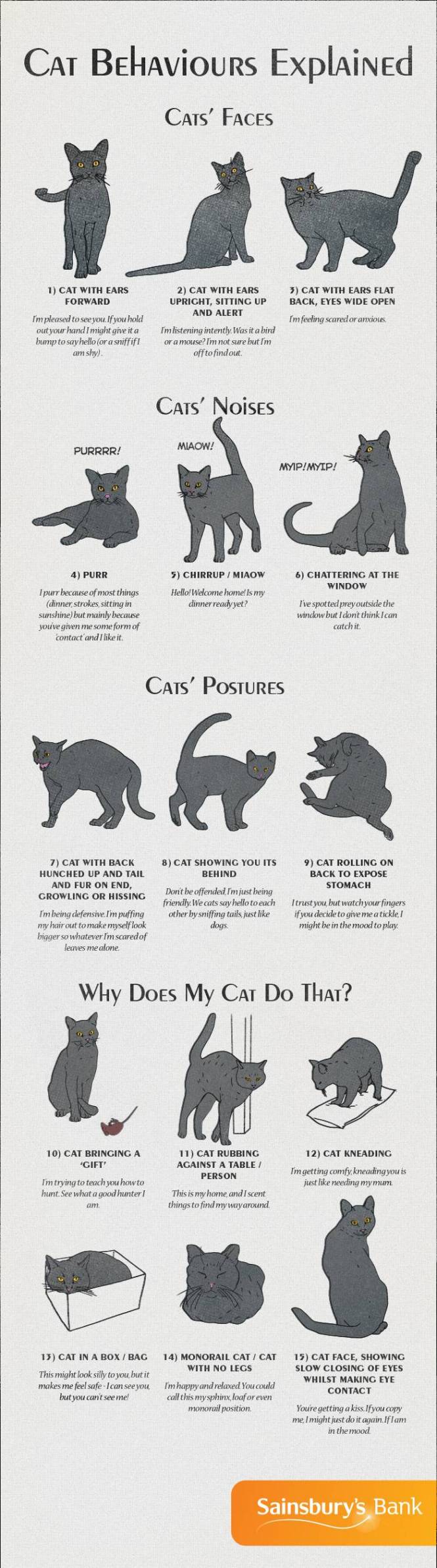 Infographic: Cat Behaviours Explained