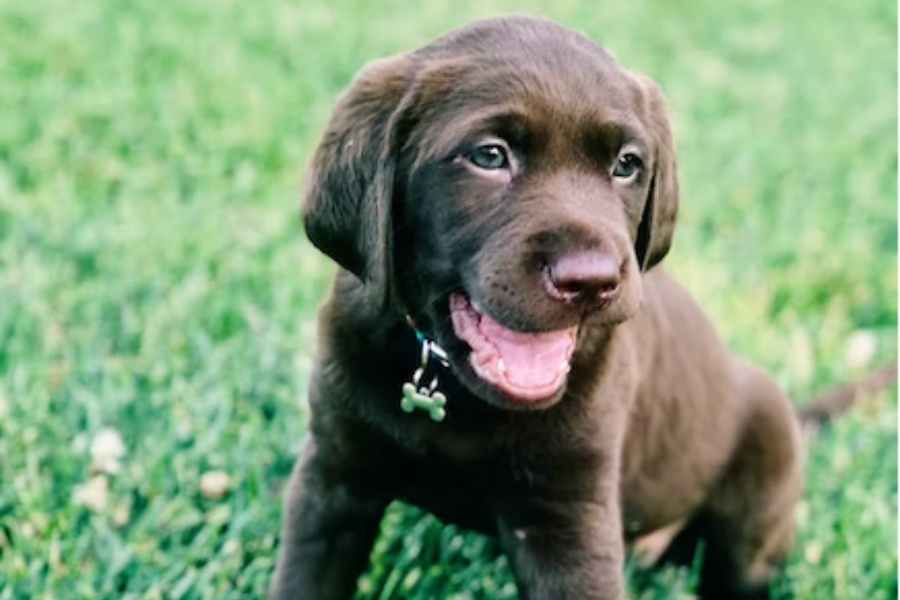 Is your Lawn Care company using pet-friendly products?