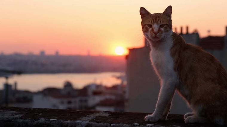 KEDi – An Exquisitely Beautiful Documentary of the Street Cats of Istanbul