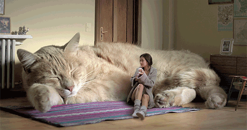 Mews: BIG! Cat