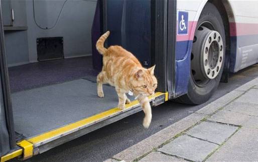 Mews: Owner Surprised to Find Cat Regularly Catches Bus