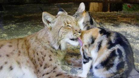 Mews: Stray Cat Befriends Lynx After Sneaking Into its Zoo Enclosure