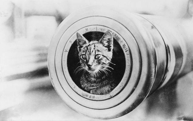 Mews: The Amazing and Brave Cats of World War 1