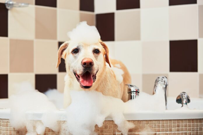 Natural Grooming Products—the Safe Choice for Your Dog
