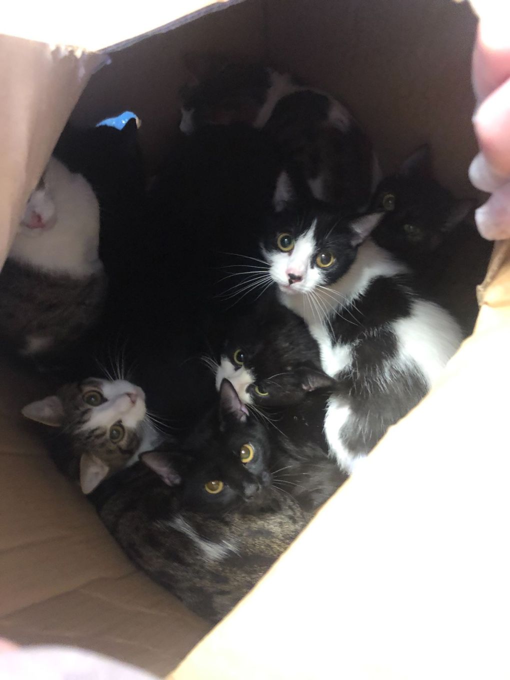Nine Cats Dumped in box on Valentine’s Day