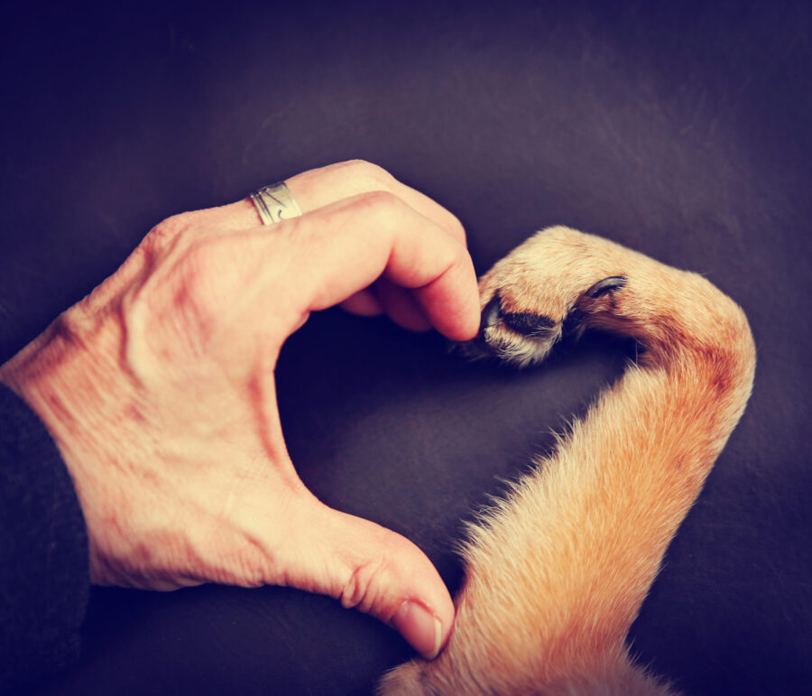 Pawsitively in Love: Understanding the 5 Love Languages of Dogs