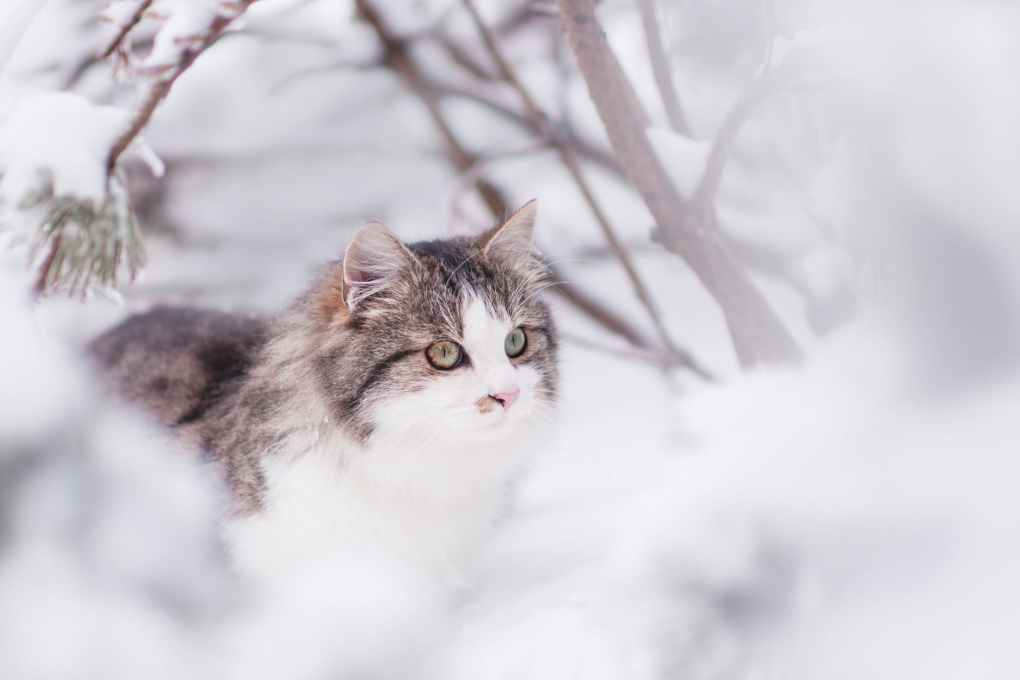 PDSA’s Advice to Keep Your Pet Safe Through Storm Juliette and March Snow