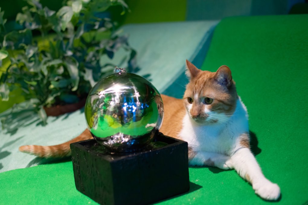 Robot Entertains Cats in Newly Launched Art-Tech Installation