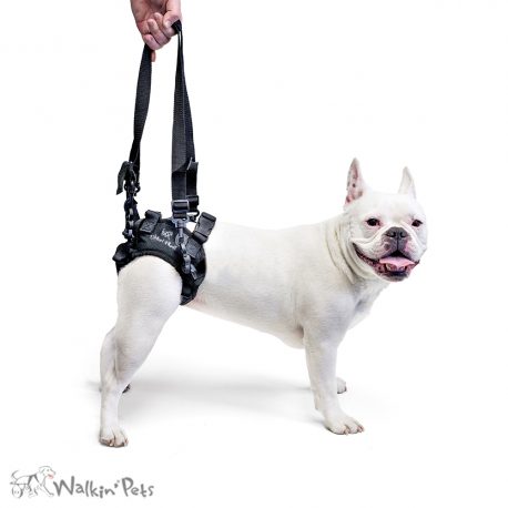 Walking Harnesses for Dog and Cat rehabilitation