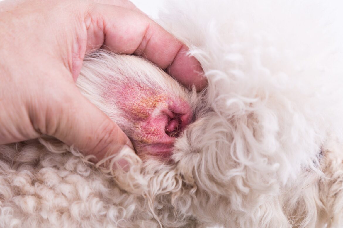 What Causes Dry Skin on Dog Ears and How to Treat It